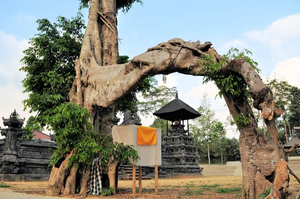 Heliga träd på landet templet i Bali — Stockfoto