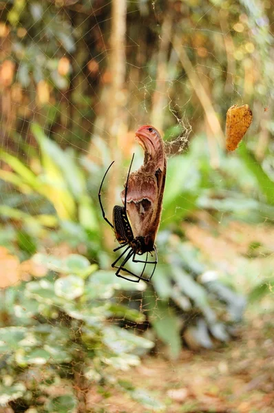 Makro tropických Spider s motýl kořist, Khao Sok, Thajsko Royalty Free Stock Fotografie