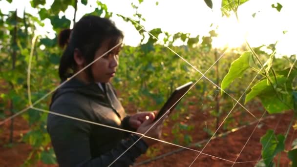 Imágenes Agricultora Asiática Está Examinando Con Tableta Éxito Los Cultivos — Vídeo de stock