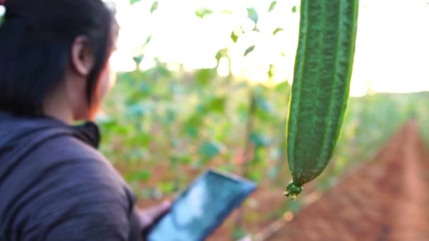 Imágenes Agricultora Asiática Está Examinando Con Tableta Éxito Los Cultivos — Vídeos de Stock