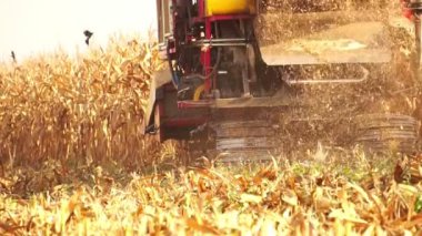 Hasatçı tarlada olgunlaşmış mısır topluyor.