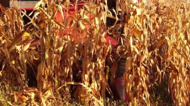 Hasatçı tarlada olgunlaşmış mısır topluyor.