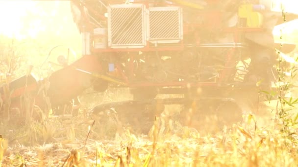收割者在田里采摘成熟的玉米 — 图库视频影像