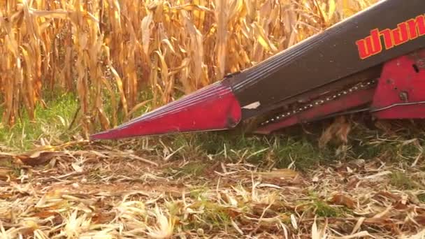 Harvester Gathering Ripe Maize Field — Stock Video