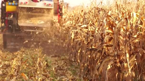 Rijpe Maïs Verzamelen Het Veld — Stockvideo