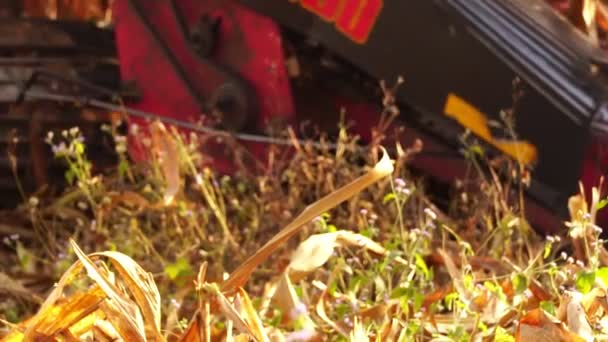 Harvester Gathering Ripe Maize Field — Stock Video