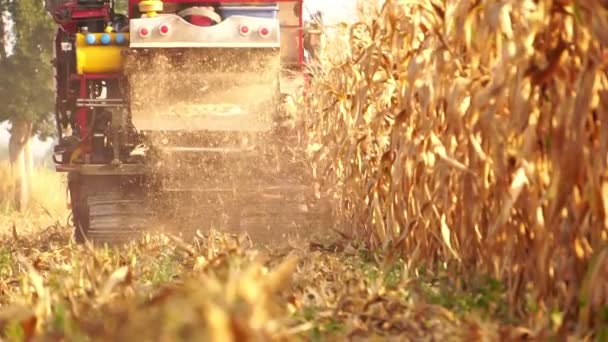 Harvester Gathering Ripe Maize Field — Stock Video