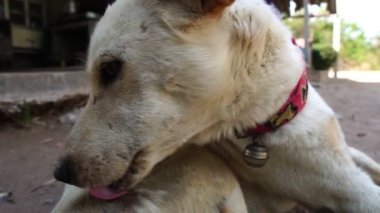 Yavaş çekim: Köpek beyaz, sakat bacaklı, sıska ve tasmalı, korunma kavramına sahip ve hayvanları seviyor.