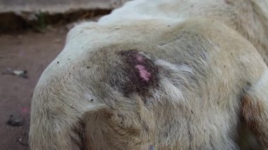 Yavaş çekim: Köpek beyaz, sakat bacaklı, sıska ve tasmalı, korunma kavramına sahip ve hayvanları seviyor.