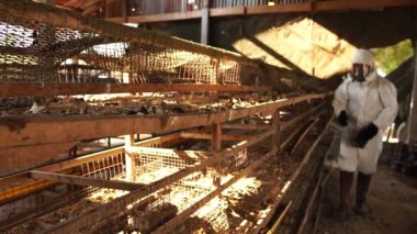 Video Yavaş Hareketi: Bilim adamı daha fazla test için çiftlik ahırında Covid-19 örnekleri toplayıp araştırıyor