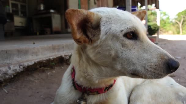 Filmación Cámara Lenta Perro Blanco Piernas Discapacitadas Flaco Con Collar — Vídeos de Stock