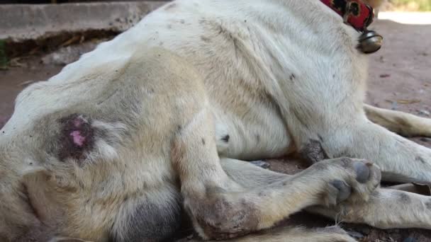 Yavaş Çekim Köpek Beyaz Sakat Bacaklı Sıska Tasmalı Korunma Kavramına — Stok video