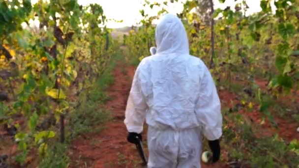 Científico Investigando Cultivos Muertos Campo Cámara Lenta — Vídeo de stock