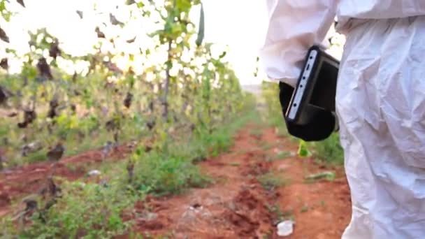 Scientist Investigating Dead Crops Field Slow Motion — Stock Video