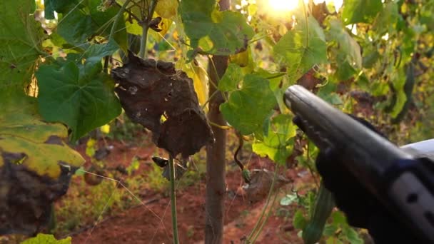 Les Scientifiques Vérifient Les Contaminants Dans Conversion Des Légumes Les — Video