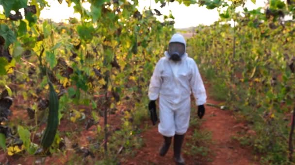 Ein Wissenschaftler Untersucht Abgestorbene Pflanzen Auf Einem Feld Zeitlupe — Stockvideo