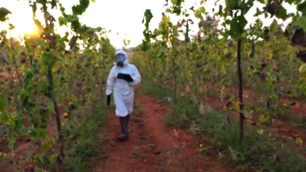 Scientist Investigating Dead Crops Field — Stock Video