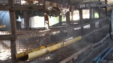 Uzman tavuk çiftliğini kirleten mikropları öldürmek için bir kimyasal enjekte ediyor.