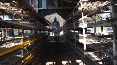 Uzman tavuk çiftliğini kirleten mikropları öldürmek için bir kimyasal enjekte ediyor.