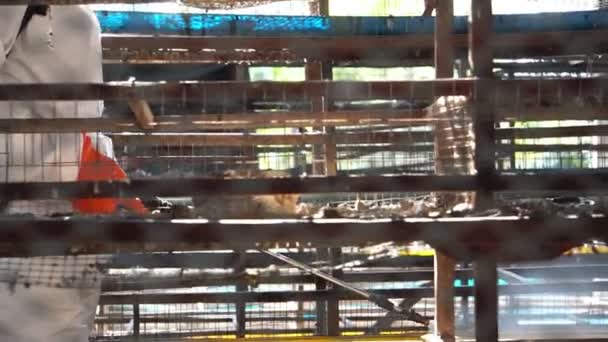 Uzman Tavuk Çiftliğini Kirleten Mikropları Öldürmek Için Bir Kimyasal Enjekte — Stok video