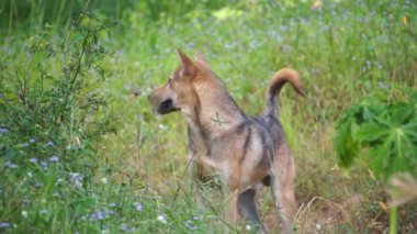 Otlakta gezinen başıboş bir köpeğin görüntüleri.