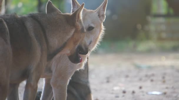 Imágenes Los Perros Callejeros Más Lindos — Vídeos de Stock