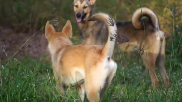 Кадри Найрідкісніших Вуличних Собак — стокове відео