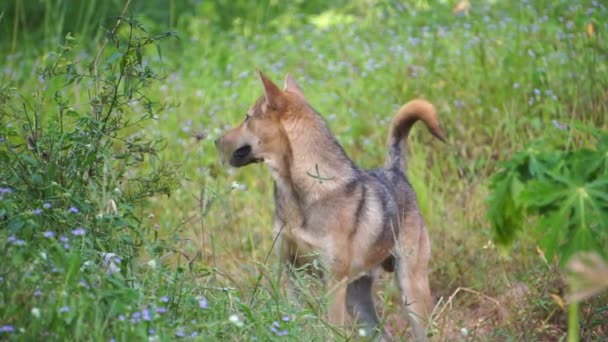 Filmaufnahmen Eines Streunenden Hundes Beim Gassigehen Auf Einer Wiese — Stockvideo