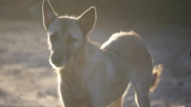 Sokak Köpeğinin Sokakta Yürüdüğü Görüntüler — Stok video