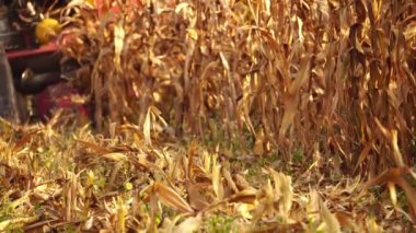 Mısır tarlasında küçük bir hasat makinesiyle hasat görüntüsü.