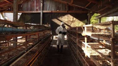 Koruyucu kıyafetli bilim adamının tarla ahırında test etmek için tablet kullanarak Covid-19 örnekleri topladığı görüntüler. 