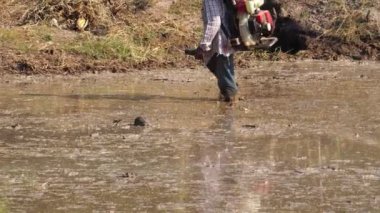 Pirinç tarlalarında pirinç yetiştirmek için tahıl atan çiftçi.