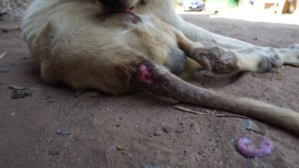 Footage Slow Motion Chien Est Blanc Jambes Handicapées Maigre Avec — Video