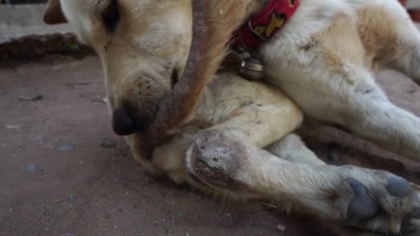 Bilder Slow Motion Hunden Vit Handikappade Ben Smal Och Med — Stockvideo