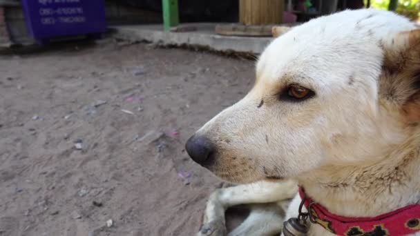 Filmagem Slow Motion Cão Branco Pernas Com Deficiência Magro Com — Vídeo de Stock