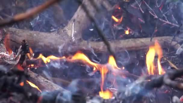 Κοντινό Πλάνο Από Φωτιά Στο Δάσος Ηρεμεί — Αρχείο Βίντεο