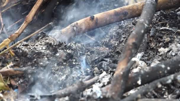 Close Beelden Van Bosbrand Kalmeert — Stockvideo