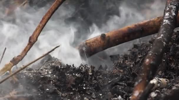 Les Images Rapprochées Feu Forêt Calment — Video