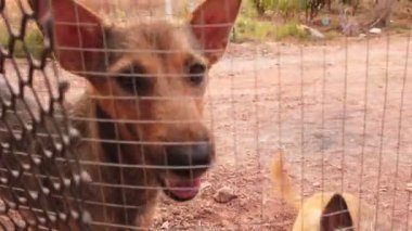 Çitin arkasındaki en şirin sokak köpeklerinin görüntüleri.