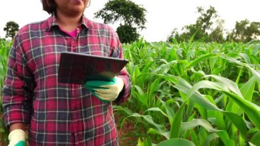 Kadın tarım araştırmacısı mısır tarlasında tabletle araştırma yapıyor.