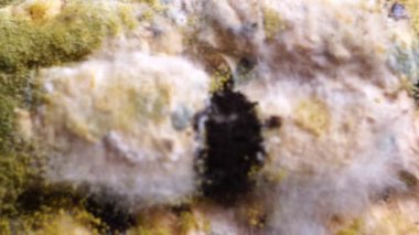 Yüzeyin yosunlu yakın çekim görüntüleri