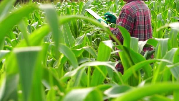 Mujer Investigadora Agrícola Realizando Investigación Con Tableta Maizal — Vídeo de stock