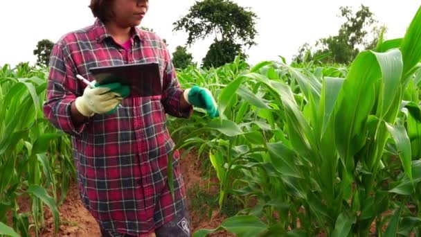 Vrouwelijke Landbouwonderzoeker Doet Onderzoek Met Tablet Het Maïsveld — Stockvideo
