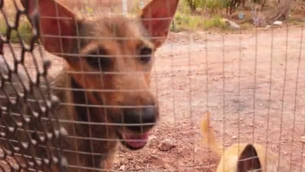 Imágenes Los Perros Callejeros Más Lindos Detrás Valla — Vídeos de Stock