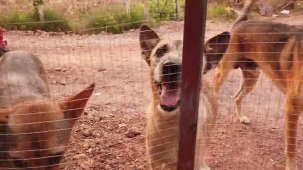 Felvétel Legcukibb Utcai Kutyák Kerítés Mögött — Stock videók