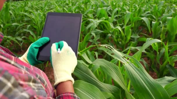 トウモロコシ畑でタブレットを用いた研究を行う女性農業研究者 — ストック動画