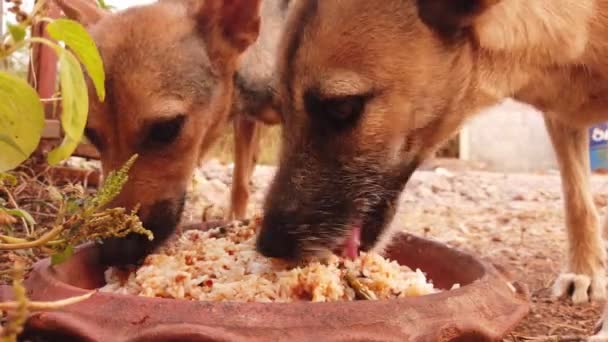 Imagens Cães Rua Mais Bonitos Comendo Alimentos — Vídeo de Stock