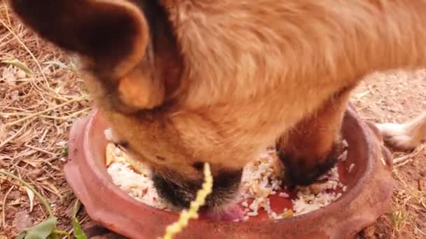Imagens Cães Rua Mais Bonitos Comendo Alimentos — Vídeo de Stock
