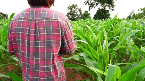Kvinna Jordbrukare Forskare Bedriver Forskning Med Tablett Majsfält — Stockvideo