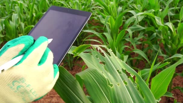 Donna Ricercatrice Agricola Condurre Ricerche Con Tablet Nel Campo Grano — Video Stock